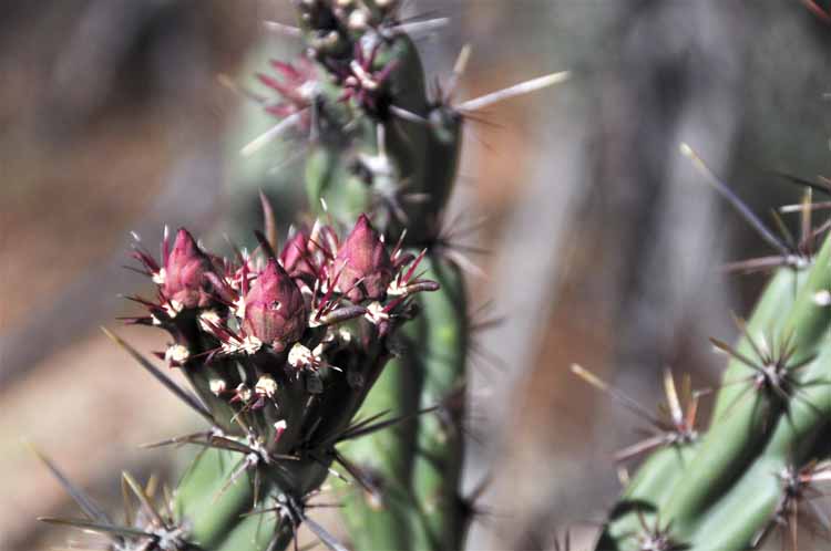 cactus bud